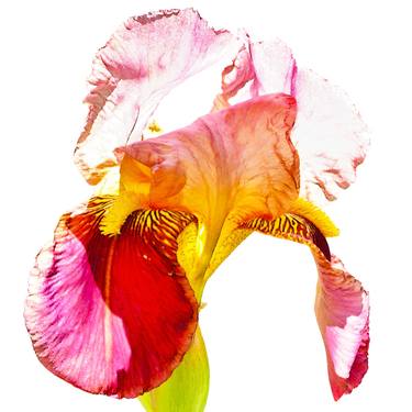 Print of Conceptual Floral Photography by Beat Hübscher