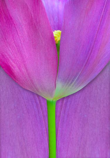 Pink tulip thumb