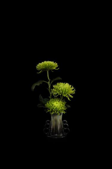 Be still - Alpho Chrysanthemum Green - Limited Edition 1 of 20 thumb