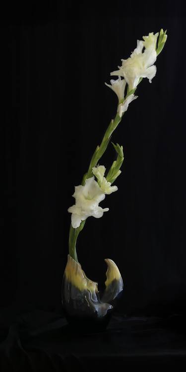 Be Still - Alpho Gladiolus White thumb