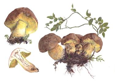 Original Illustration Botanic Paintings by Rudolf Suran
