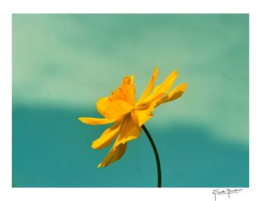 Print of Abstract Nature Photography by Smitha Nirmalkumar