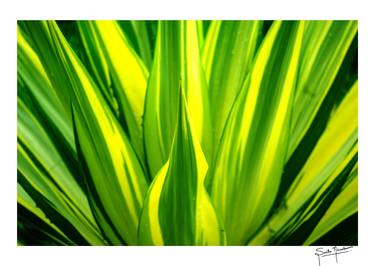 Print of Abstract Photography by Smitha Nirmalkumar