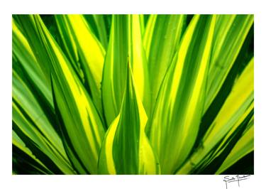 Print of Fine Art Abstract Photography by Smitha Nirmalkumar