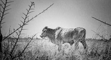 Original Documentary Cows Photography by Thabiso Kokwana