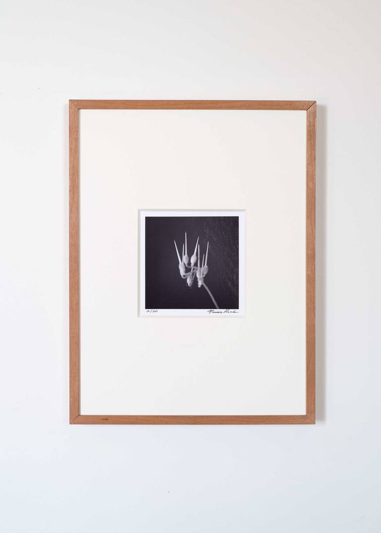 Original Figurative Botanic Photography by Francesco Mussida