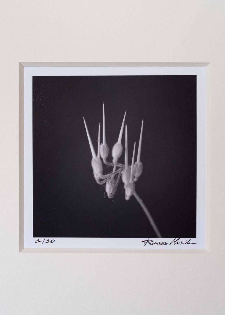 Original Figurative Botanic Photography by Francesco Mussida