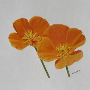 Collection Floral Drawings