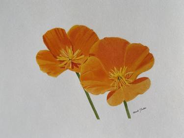 Print of Photorealism Floral Drawings by Amanda Luschin von Ebengreuth