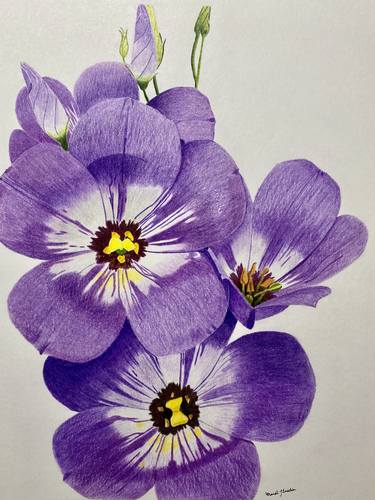Original Fine Art Floral Drawings by Amanda Luschin von Ebengreuth