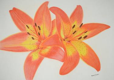 Original Fine Art Floral Drawings by Amanda Luschin von Ebengreuth