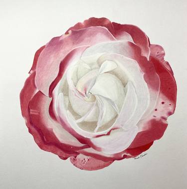 Original Fine Art Floral Drawings by Amanda Luschin von Ebengreuth