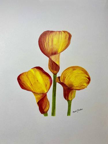 Original Fine Art Floral Drawings by Amanda Luschin von Ebengreuth