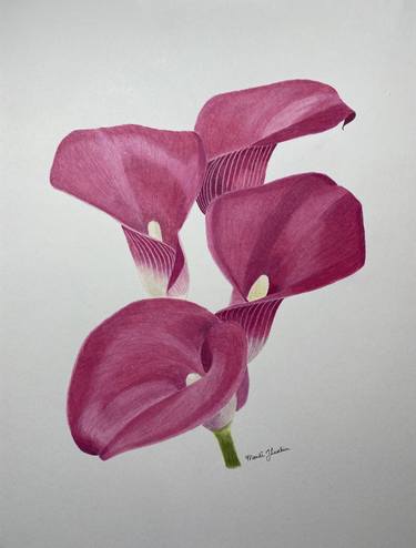 Print of Fine Art Floral Drawings by Amanda Luschin von Ebengreuth