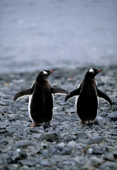 Print of Conceptual Animal Photography by Michael Diggin