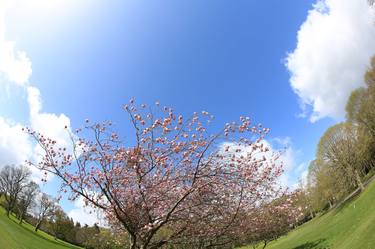 Spring flowering cherry tree in an Irish garden - Limited Edition of 5 thumb