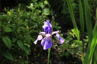 wild purple flower growing on lakeside - Limited Edition of 5 thumb