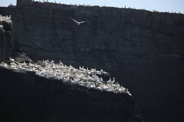 Noisy flock of gannets on the cliff - Limited Edition of 5 thumb
