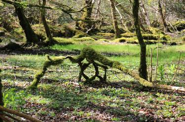Mossy fallen tree - Limited Edition of 5 thumb