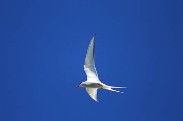 small white colored seabird glides in the blue sky, - Limited Edition of 5 thumb