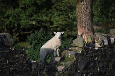 Woolly white sheep in Ireland - Limited Edition of 5 thumb