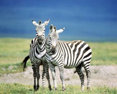 Two striped zebras smile to the camera - Limited Edition of 5 thumb
