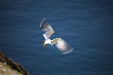 White coloured seabird glides against blue ocean - Limited Edition of 5 thumb