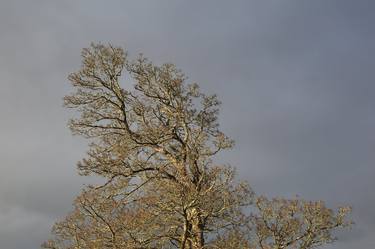 tree silhouette against cloudy grey sky - Limited Edition of 1 thumb