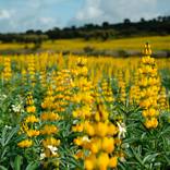 Field of Gold by Claudia Silva