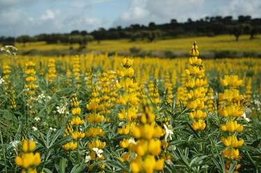 Field of Gold thumb