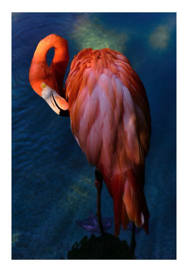 Flamingo "Paint" thumb