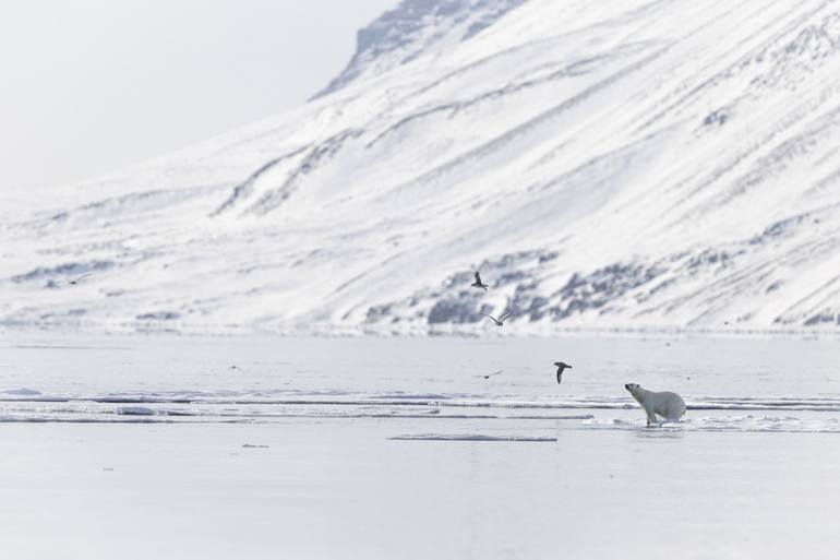Original Contemporary Animal Photography by Elias Neil Benleulmi