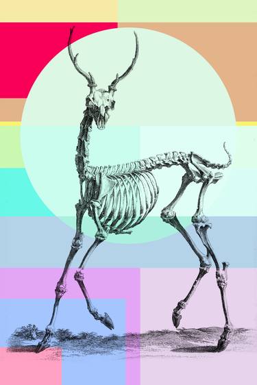 "Deer", Anatomy of the Bones series - Limited Edition of 10 thumb