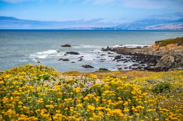 Coast and Flowers thumb