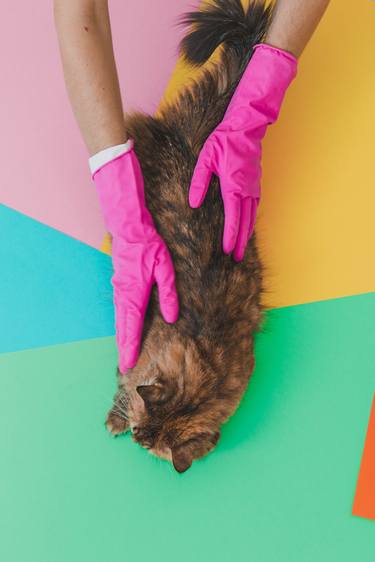 Print of Cats Photography by Katya Havok