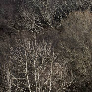 Print of Abstract Expressionism Tree Photography by Art Golacki