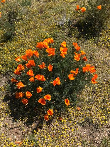 California poppy - Limited Edition of 3 thumb