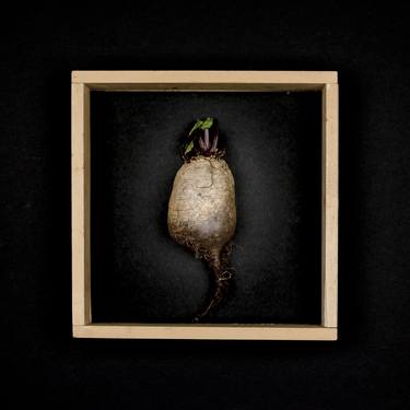 Print of Conceptual Botanic Photography by Paul de Vos