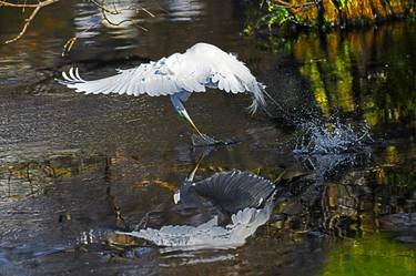 Print of Fine Art Animal Photography by Stuart Harrison