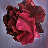Petal Lust by Yana Egerton