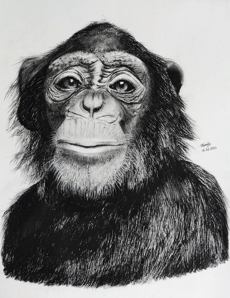 Original buy chimpanzee wildlife charcoal drawing