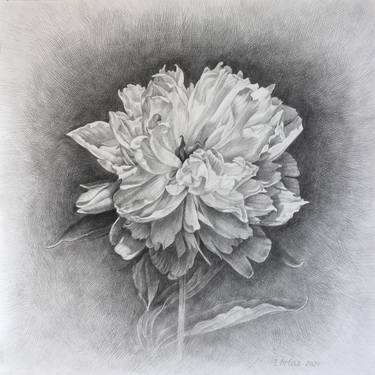 Original Floral Drawings by Iryna Artus