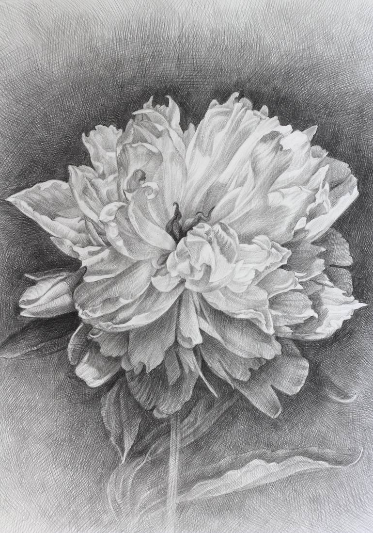 Original Floral Drawing by Iryna Artus