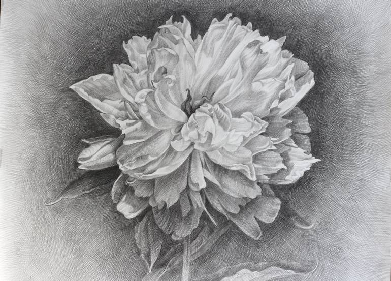 Original Black & White Floral Drawing by Iryna Artus