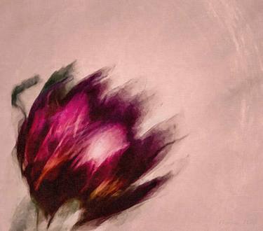 Print of Abstract Expressionism Floral Photography by Georgina Wolf