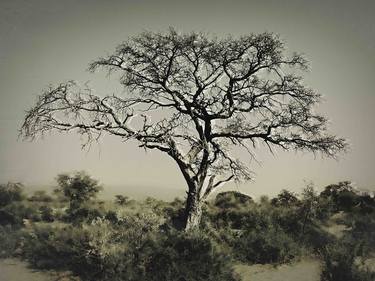 Kalahari Thorn Tree thumb
