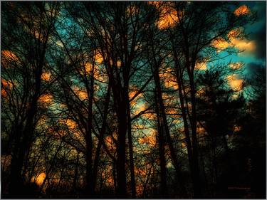 Original Tree Photography by Truckin Lawrence Wheatman