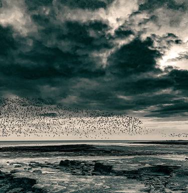 Stony clouds over wet birds. thumb