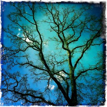 group of 4 photographs of Norvegian trees - Limited Edition of 5 thumb