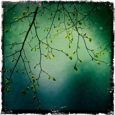 Saatchi Art Artist Alessandro durso; Photography, “Spring in Bergen - Norway - Limited Edition of 5” #art